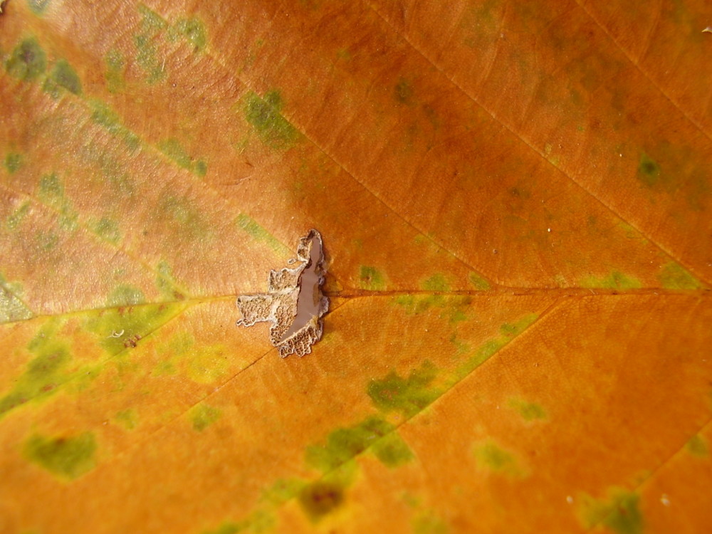 Dried Leaf 
