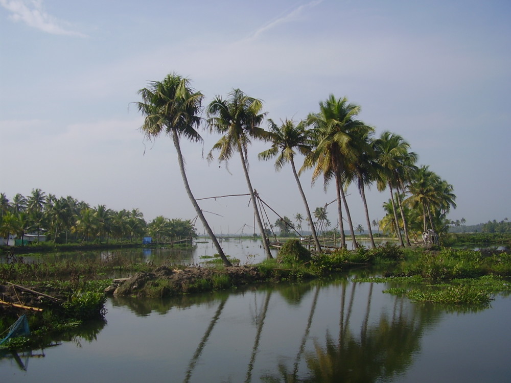 Coconut trees at Kadamakudy Village
