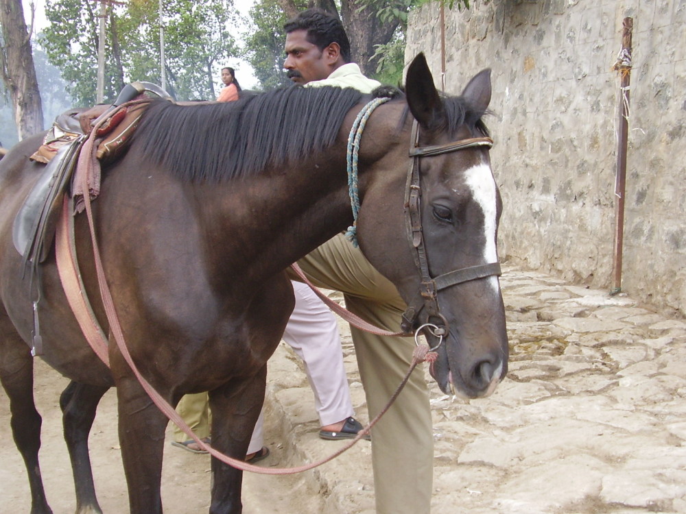 Riding Horse at Kodaikanal